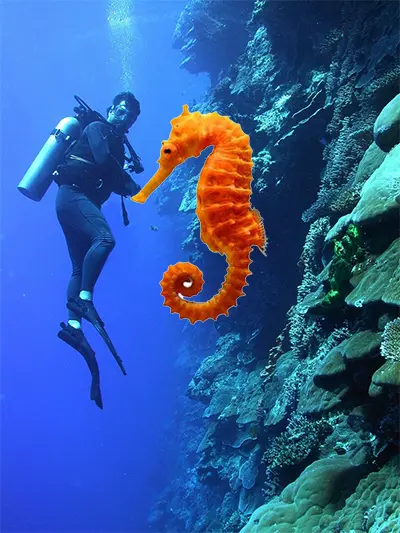 seahorse-diver bad buoyancy seahorse vertical no trim scuba diver
